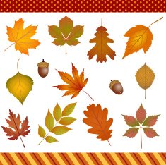 Autumn leaves digital clipart
