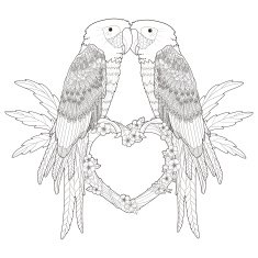 adorable parrots N2