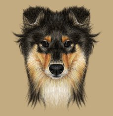 Illustrative Portrait of Collie Dog