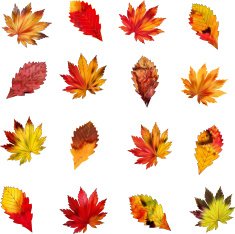 Leaves N37