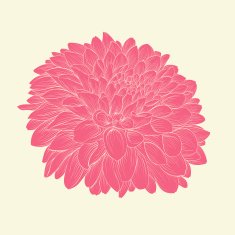 pink dahlia drawn in graphical style contours and lines isolated