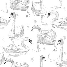 sketch swan