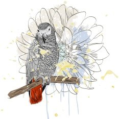 Parrot N6