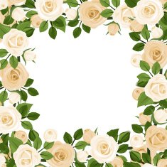 Vector background with white roses