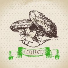Hand drawn sketch cucumber vegetable Eco food background Vector