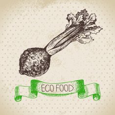 Hand drawn sketch celery vegetable Eco food background Vector i