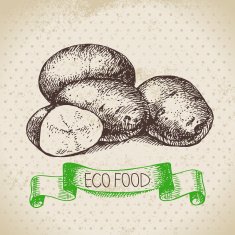 Hand drawn sketch potato vegetable Eco food background Vector i
