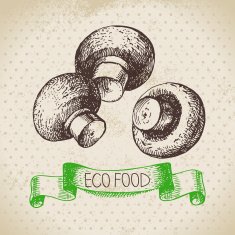 Hand drawn sketch mushrooms vegetable Eco food background Vecto