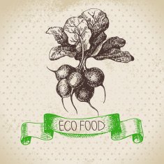 Hand drawn sketch radish vegetable Eco food background Vector i