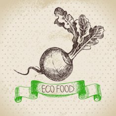 Hand drawn sketch turnip vegetable Eco food background Vector i