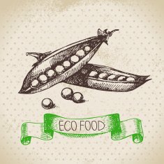Hand drawn sketch peas vegetable Eco food background Vector ill