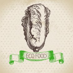 Hand drawn sketch pe-tsai vegetable Eco food background Vector