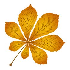 autumn leaf chestnut