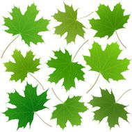Green Maple Leaves N2