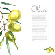 Watercolor olive branch background N2