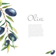 Watercolor olive branch background N3