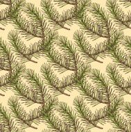 Sketch pine branch in vintage style