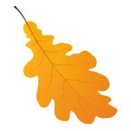 autumn oak leaf