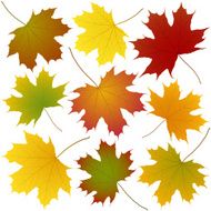 autumn maple leaves N4