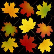 autumn maple leaves black background