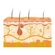 skin cells