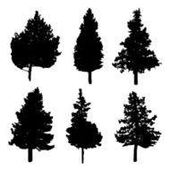 Silhouettes of different kind fir and pine trees