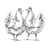 Chiken sketches N4
