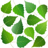 green leaves of birch