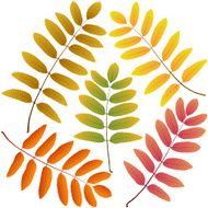 autumn leaves rowan