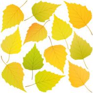 autumn leaves of birch