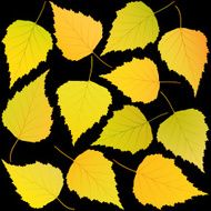 autumn birch leaves black background