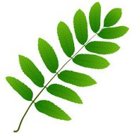 rowan leaf