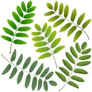 green leaves rowan