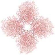 Coral N4