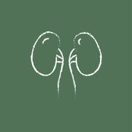 Kidney icon drawn in chalk