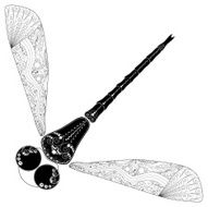 Zentangl dragonfly