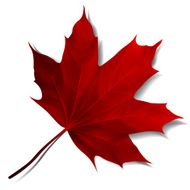 Realistic red maple leaf N3