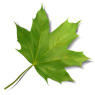 Green maple leaf isolated on white background N3