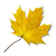 Yellow maple leaf on white background