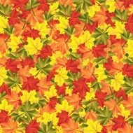 background autumn maple leaves N4