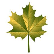 Maple Leaf N21
