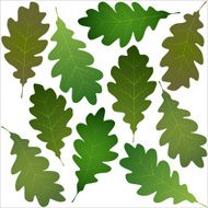 Oak Leaves N3