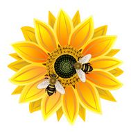 sunflower and bee