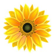 Sunflower N11
