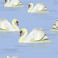 white swan in the water N2