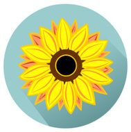 Sunflower N12