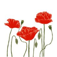 Poppies on a white background Hand-drawn vector illustration
