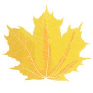 Vector drawing of autumn maple leaves Yellow leaf