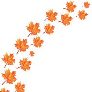 autumn maple leaves N5