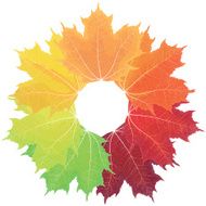 Maple leaves autumn colors
